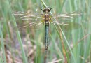 Corduliochlora borisi male ©  S. Beshkov